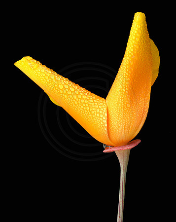 California Poppy