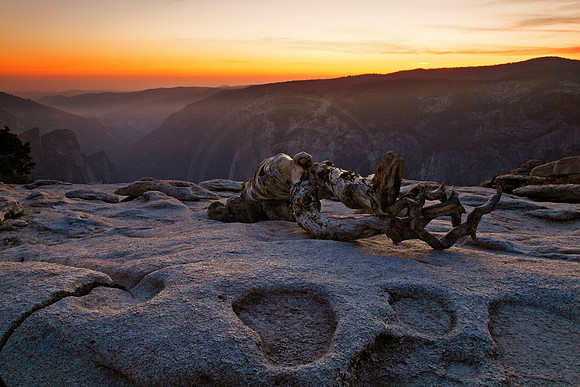Fallen tree on Sentinel Dome