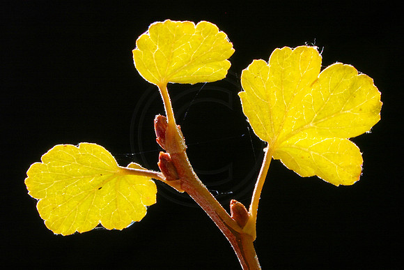 Oak Leaves