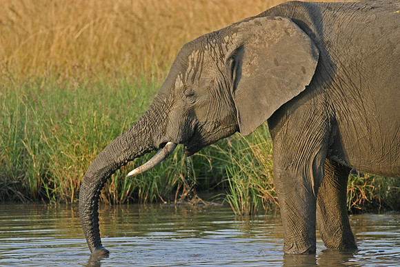 Drinking Elephant
