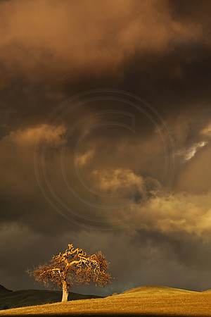 Storm clouds threaten tree