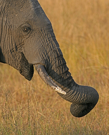 Twisting Elephant Trunk