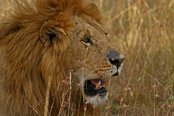 Lion