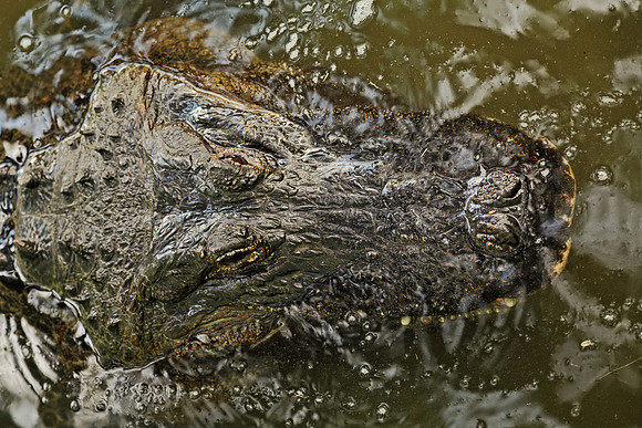 Alligator