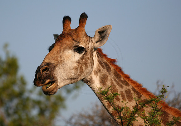 Eating Giraffe