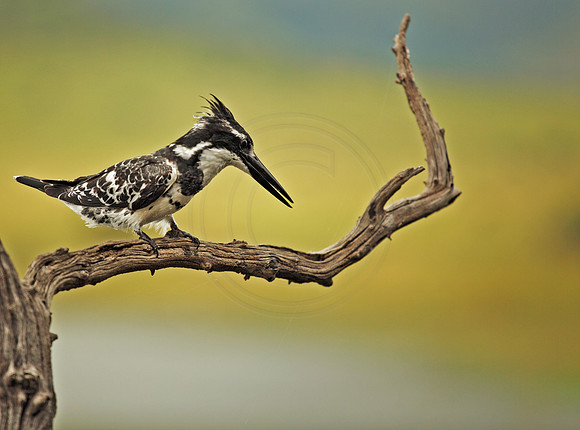 Pied Kingfisher