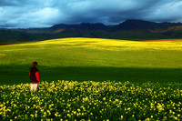 Child looking over Mustard field