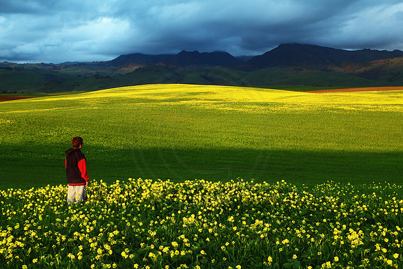 Child looking over Mustard field