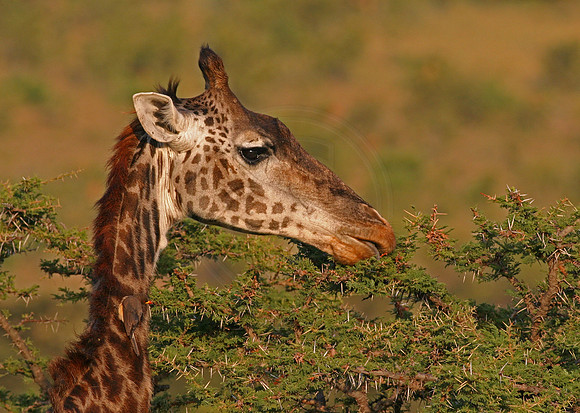Eating Giraffe