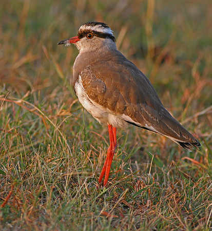 Plover