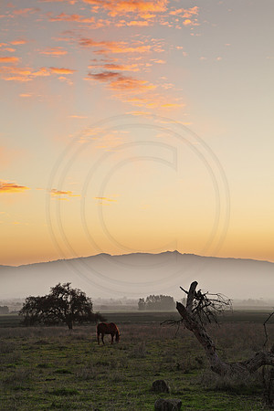 Horse in pasture at sunset