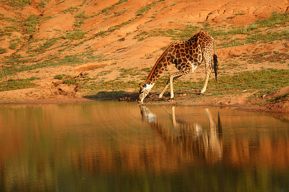 Drinking Giraffe