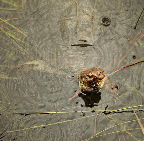 Swimming Turtle