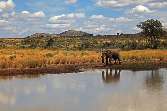 Elephant at Water