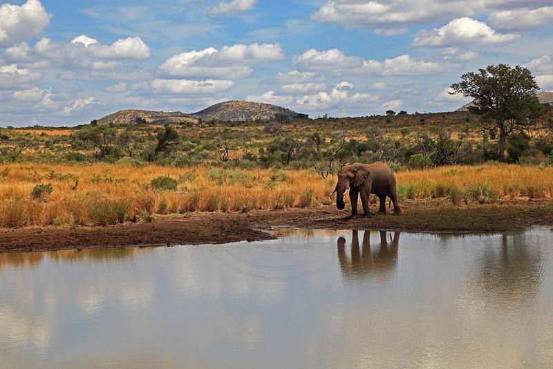 Elephant at Water