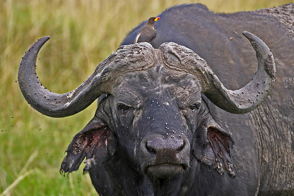 Cape Buffalo