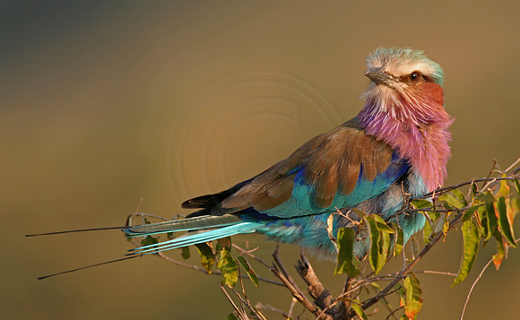 Lilac Breasted Roller
