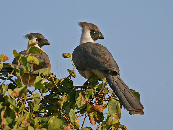 Gray Lourie