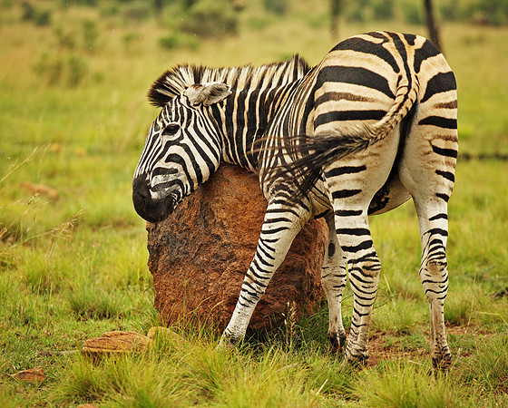 Zebra Scratching
