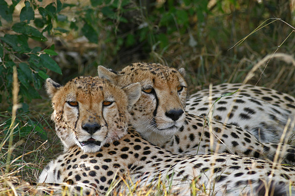 Cheetahs Resting