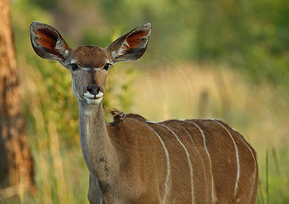Watchful Kudu