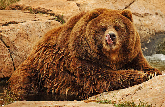 Grizzly Bear