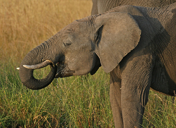 Drinking Elephant