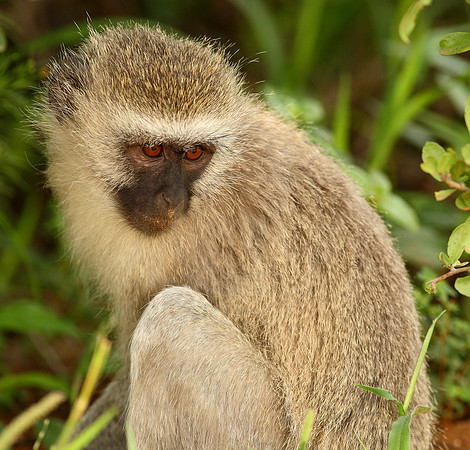 Monkey