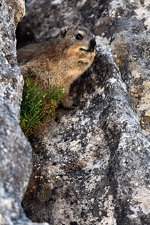 Dassie - Rock Hyrax
