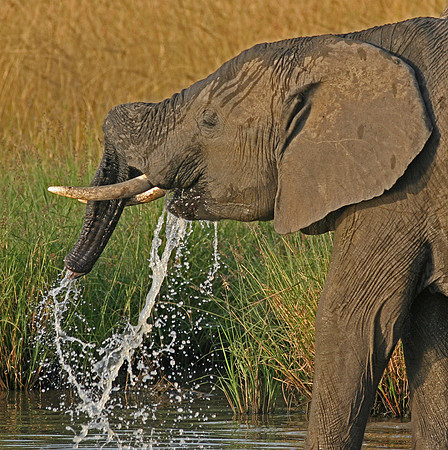 Drinking Elephant