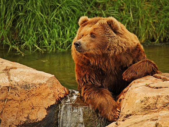 Grizzly Bear