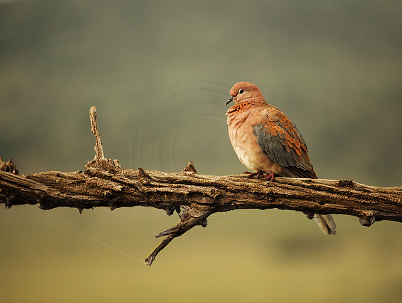 Lone Pigeon