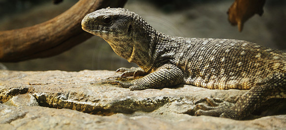 Komodo Dragon