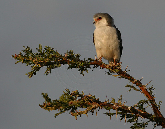 Hawk