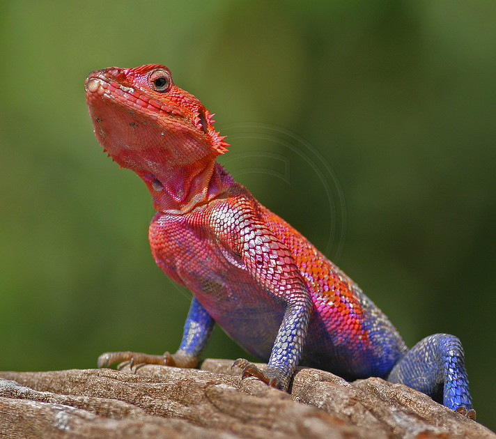 Red Headed Lizard