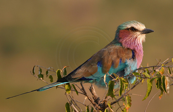 Lilac Breasted Roller