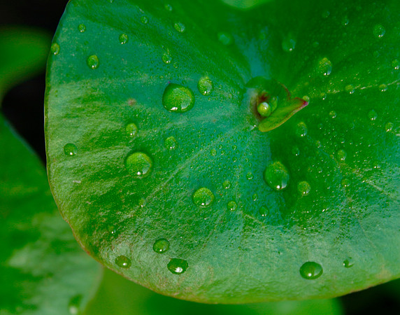 Leaves with Dew Drops