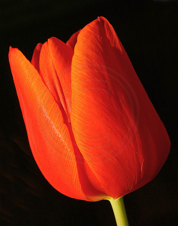 Red Tulip