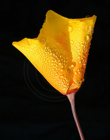 California Poppy