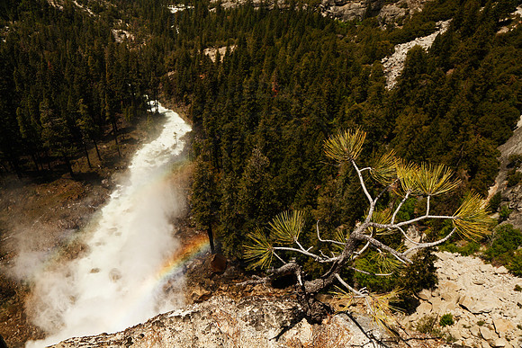 Pine sapling, Yosemite river with rainbows